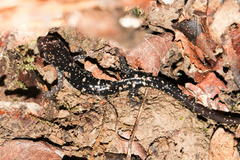 Plethodon fourchensis