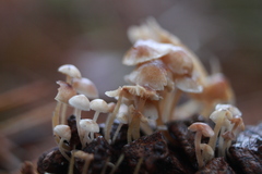 Baeospora