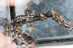 Plethodon fourchensis