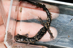 Plethodon fourchensis