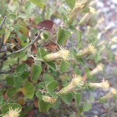 Brickellia veronicifolia
