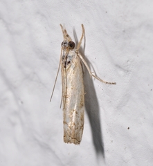 Culladia inconspicuella