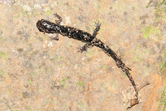 Plethodon fourchensis