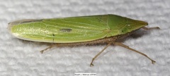 Draeculacephala navicula
