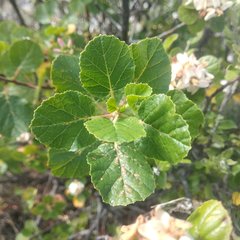Pterostemon rotundifolius