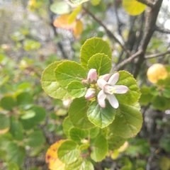 Pterostemon rotundifolius