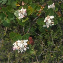Pterostemon rotundifolius