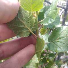 Pterostemon rotundifolius