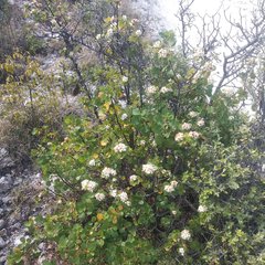 Pterostemon rotundifolius