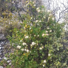 Pterostemon rotundifolius