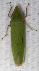 Draeculacephala navicula