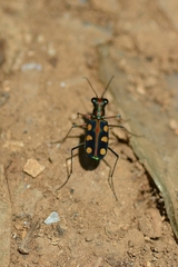 Cicindelina