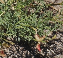 Astragalus bolanderi