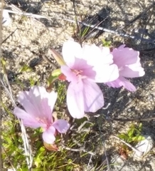 Clarkia rubicunda