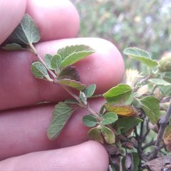 Brickellia veronicifolia