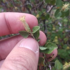 Brickellia veronicifolia