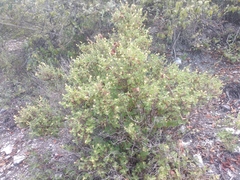 Brickellia veronicifolia