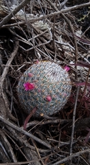 Mammillaria haageana haageana
