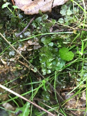 Plagiomnium ellipticum