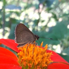 Callimormus interpunctata