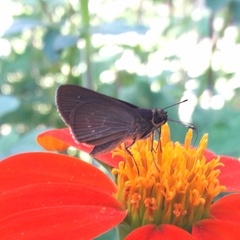 Callimormus interpunctata