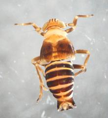 Criomorphus albomarginatus