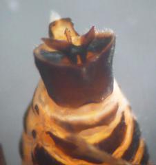 Criomorphus albomarginatus