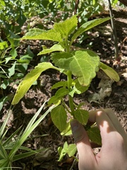 Salvia divinorum