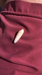 Terebrinae
