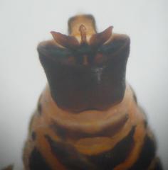 Criomorphus albomarginatus