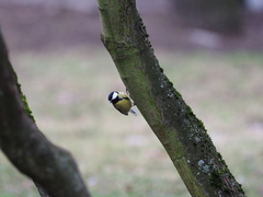 Parus major
