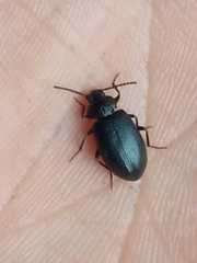 Coleoptera