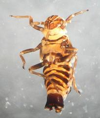 Criomorphus albomarginatus