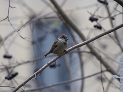 Passer domesticus