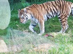 Panthera tigris altaica