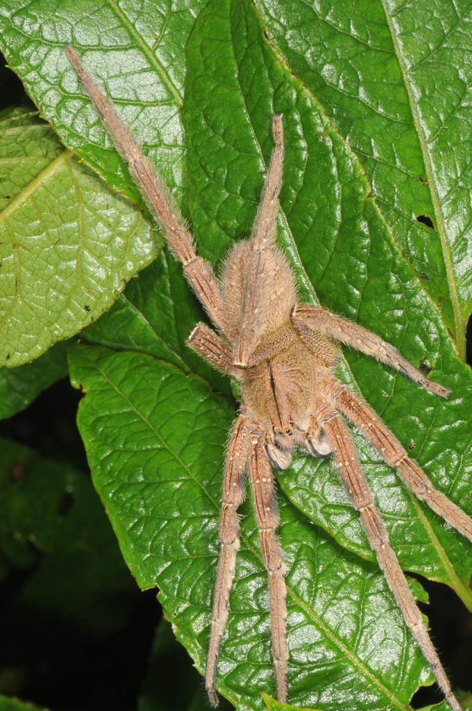Phoneutria depilata from Alajuela Province, Costa Rica on December 28 ...