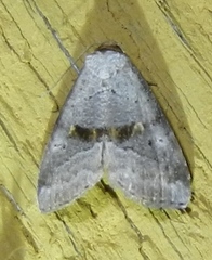 Hyperstrotia flaviguttata