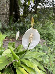 Spathiphyllum wallisii