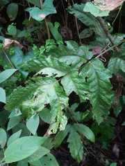 Tectaria heracleifolia