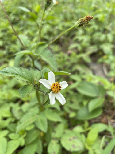 Bidens alba image