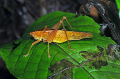 Subria