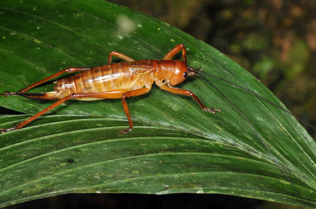 Melanonotus