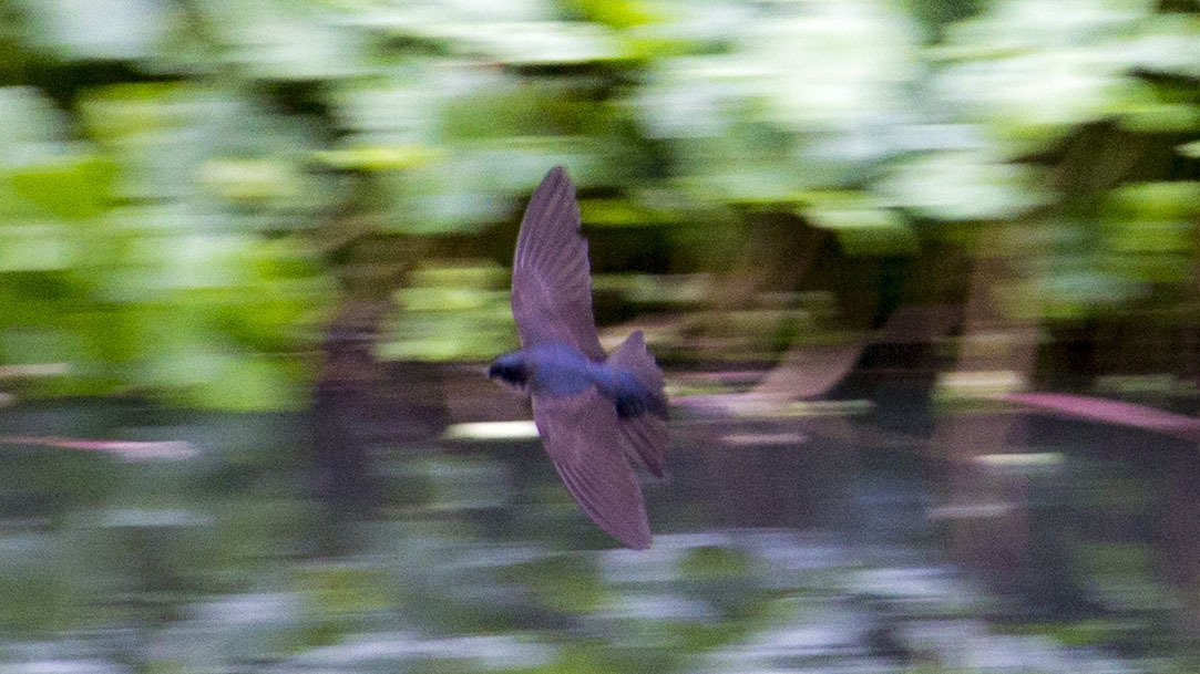 Brown-bellied Swallow illustration