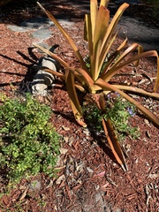 Aechmea blanchetiana