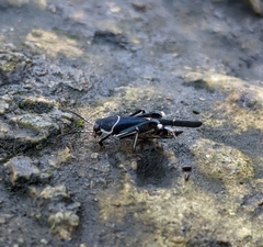 Ripipterygidae