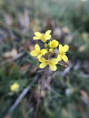 Brassiceae