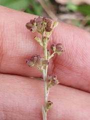 Bupleurum tenuissimum