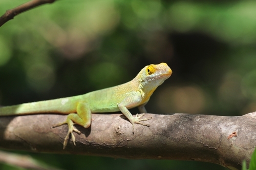 Subspecies Anolis marmoratus caryae · iNaturalist