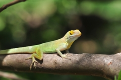 Anolis marmoratus caryae