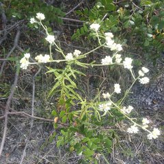 Pseudognaphalium viscosum